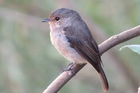 Attēlu rezultāti vaicājumam “Muscicapidae”