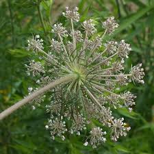 Attēlu rezultāti vaicājumam “Daucus carota subsp. carota”
