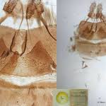 Attēlu rezultāti vaicājumam “Pammene rhediella”