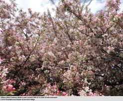 Attēlu rezultāti vaicājumam “Malus x zumi”