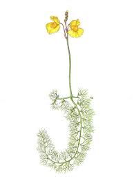 Attēlu rezultāti vaicājumam “Utricularia x neglecta flower”
