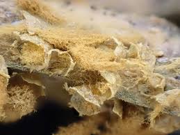 Attēlu rezultāti vaicājumam “Hemitrichia karstenii sessile”