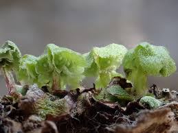 Attēlu rezultāti vaicājumam “Preissia quadrata”