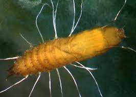 Attēlu rezultāti vaicājumam “Empididae”