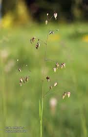 Attēlu rezultāti vaicājumam “Briza media”