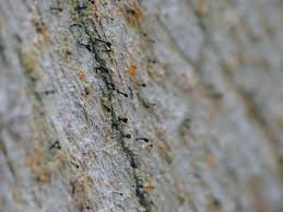 Attēlu rezultāti vaicājumam “Chaenotheca ferruginea”