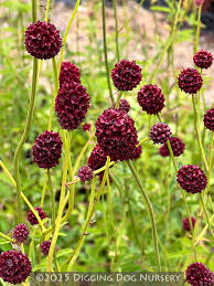 Image result for Sanguisorba officinalis