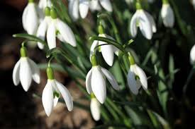 Attēlu rezultāti vaicājumam “Galanthus nivalis fruit”