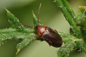 Attēlu rezultāti vaicājumam “Isomira murina”