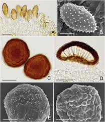 Attēlu rezultāti vaicājumam “Pucciniales”