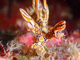 ผลการค้นหารูปภาพสำหรับ Bornella Anguilla