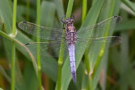 Attēlu rezultāti vaicājumam “Libellula quadrimaculata exuvia”