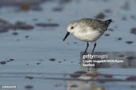 Attēlu rezultāti vaicājumam “Calidris alba adult”