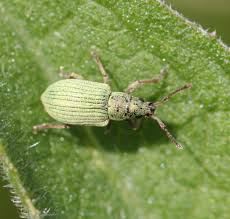Attēlu rezultāti vaicājumam “Phyllobius”