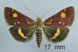Attēlu rezultāti vaicājumam “Pyrausta aurata”
