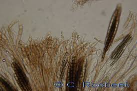 Attēlu rezultāti vaicājumam “Geoglossum sp.”