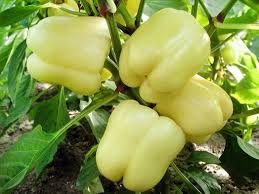 Afbeeldingsresultaat voor hungarian sweet white sweet pepper