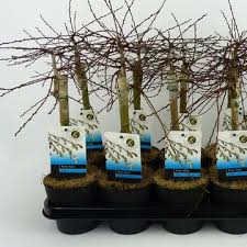 Attēlu rezultāti vaicājumam “Salix repens subsp. rosmarinifolia”