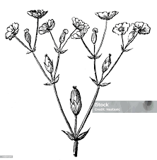 Attēlu rezultāti vaicājumam “Cerastium semidecandrum bud”