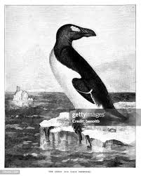 Image result for Pinguinus impennis