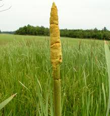 Attēlu rezultāti vaicājumam “Typha latifolia leaf”