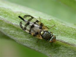 Attēlu rezultāti vaicājumam “Urophora jaceana”