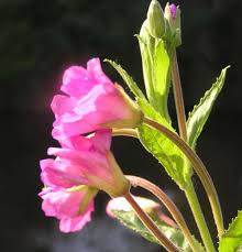 Attēlu rezultāti vaicājumam “Epilobium hirsutum”