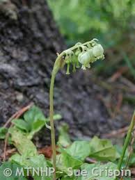 Attēlu rezultāti vaicājumam “Orthilia secunda fruit”