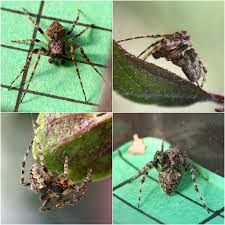 Attēlu rezultāti vaicājumam “Gibbaranea gibbosa”