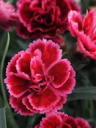 Image result for Dianthus