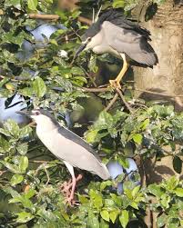 Attēlu rezultāti vaicājumam “Nycticorax nycticorax adult”