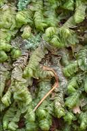 Attēlu rezultāti vaicājumam “Bazzania trilobata”