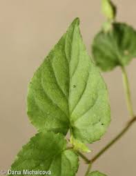 Attēlu rezultāti vaicājumam “Viola reichenbachiana leaf”