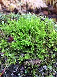 Attēlu rezultāti vaicājumam “Ptilidium ciliare”