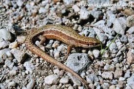 Attēlu rezultāti vaicājumam “Lacerta vivipara female”