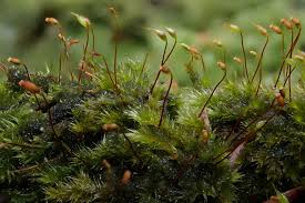 Attēlu rezultāti vaicājumam “Isothecium alopecuroides sporophyte”