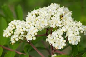 Attēlu rezultāti vaicājumam “Sorbus aucuparia flower”