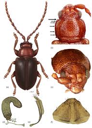 Attēlu rezultāti vaicājumam “Alticinae”