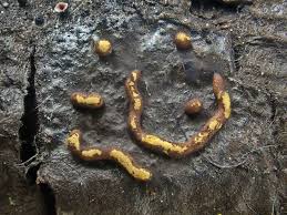 Attēlu rezultāti vaicājumam “Perichaena corticalis sessile”