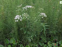 Attēlu rezultāti vaicājumam “Cicuta virosa leaf”