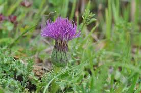 Attēlu rezultāti vaicājumam “Cirsium acaule leaf”