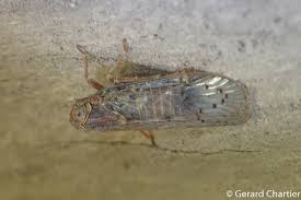 Attēlu rezultāti vaicājumam “Cixiidae”