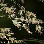 Attēlu rezultāti vaicājumam “Festuca altissima flower”