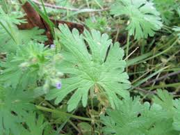 Attēlu rezultāti vaicājumam “Geranium pusillum leaf”