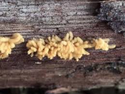 Attēlu rezultāti vaicājumam “Arcyria imperialis”