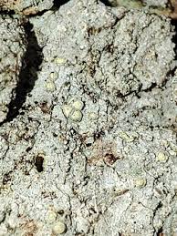 Attēlu rezultāti vaicājumam “Lecanactis abietina”