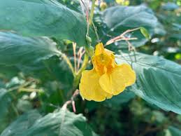 Attēlu rezultāti vaicājumam “Impatiens noli-tangere flower”