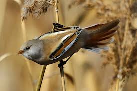 Attēlu rezultāti vaicājumam “Panurus biarmicus male”