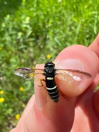 Attēlu rezultāti vaicājumam “Pamphiliidae”