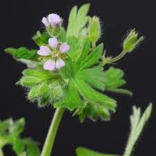 Attēlu rezultāti vaicājumam “Geranium pusillum”